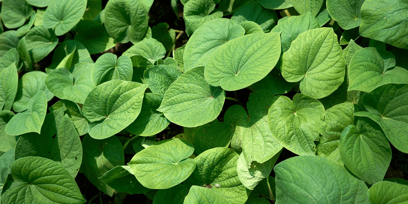 Lush green kava leaves growing in natural tropical conditions, representing the plant behind KAVANA’s functional spirit.